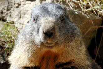 découvrez le monde fascinant des marmots, ces adorables rongeurs des montagnes. apprenez-en davantage sur leur habitat, leur mode de vie et leurs comportements uniques. embarquez pour une aventure éducative et amusante autour de ces petites créatures pleines de charme.