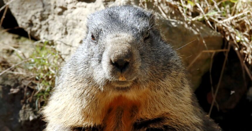 découvrez le monde fascinant des marmots, ces adorables rongeurs des montagnes. apprenez-en davantage sur leur habitat, leur mode de vie et leurs comportements uniques. embarquez pour une aventure éducative et amusante autour de ces petites créatures pleines de charme.