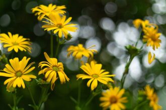 découvrez les plantes adaptogènes, véritables alliées de votre bien-être, qui aident à combattre le stress et à équilibrer votre corps. apprenez comment ces végétaux extraordinaires peuvent améliorer votre santé physique et mentale tout en favorisant une meilleure résilience face aux défis de la vie quotidienne.
