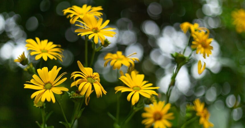 découvrez les plantes adaptogènes, véritables alliées de votre bien-être, qui aident à combattre le stress et à équilibrer votre corps. apprenez comment ces végétaux extraordinaires peuvent améliorer votre santé physique et mentale tout en favorisant une meilleure résilience face aux défis de la vie quotidienne.