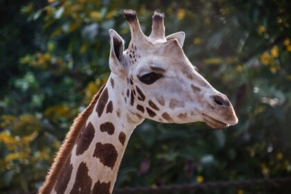 explorez les causes et les traitements des taches brunes sur la peau. découvrez des conseils pour prévenir leur apparition et améliorer l'éclat de votre teint grâce à des astuces beauté adaptées.