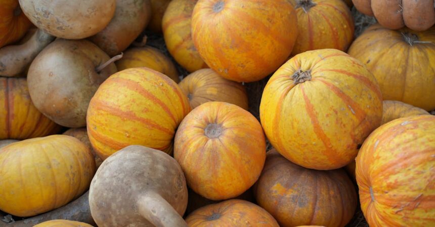 découvrez les bienfaits d'une nutrition bio avec nos conseils et recettes. optez pour des aliments naturels pour améliorer votre santé et votre bien-être au quotidien.