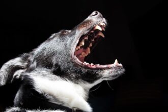 découvrez les causes, symptômes et traitements de la douleur dans l'oreille et la mâchoire. apprenez à reconnaître les signes avant-coureurs et comment soulager ces douleurs afin d'améliorer votre bien-être.