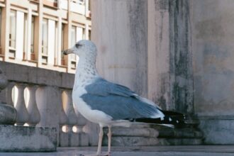 découvrez les maladies communes chez les pigeons, leurs symptômes, traitements et conseils de prévention pour assurer la bonne santé de vos oiseaux.