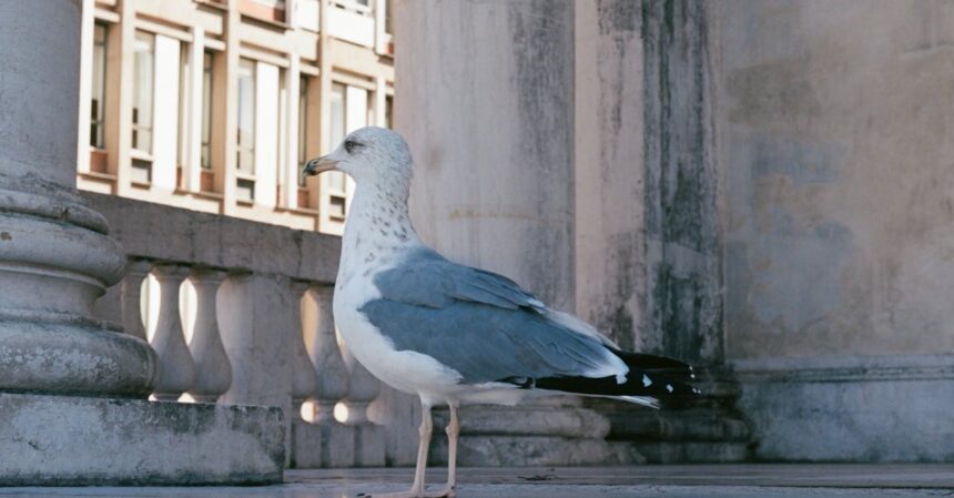 découvrez les maladies communes chez les pigeons, leurs symptômes, traitements et conseils de prévention pour assurer la bonne santé de vos oiseaux.
