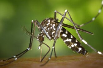 découvrez tout sur la dengue : symptômes, prévention et traitement de cette maladie virale transmise par les moustiques. informez-vous sur les moyens de vous protéger et les dernières actualités concernant cette infection, pour rester en bonne santé.