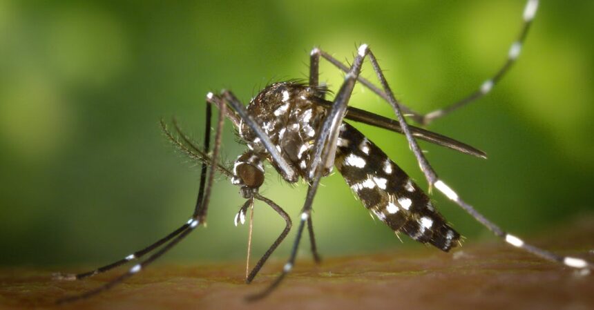 découvrez tout sur la dengue : symptômes, prévention et traitement de cette maladie virale transmise par les moustiques. informez-vous sur les moyens de vous protéger et les dernières actualités concernant cette infection, pour rester en bonne santé.