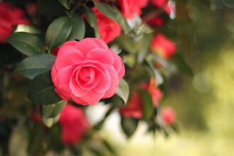 découvrez les principales maladies du camélia, les symptômes à surveiller et les méthodes efficaces pour préserver la santé de vos plantes. apprenez à identifier et traiter les infections afin de garantir un jardin florissant et luxuriant.
