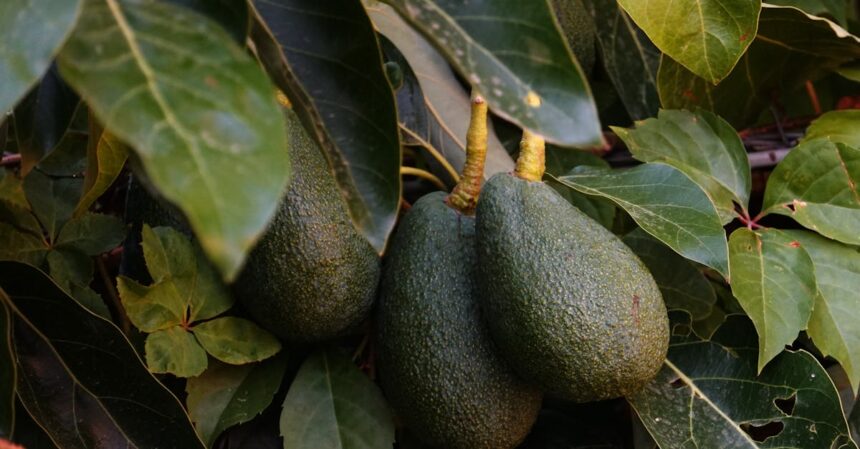 découvrez les céphalées en grappes : symptômes, causes et traitements. informez-vous sur cette affection neurologique intense et vivez mieux grâce à nos conseils et solutions adaptées.