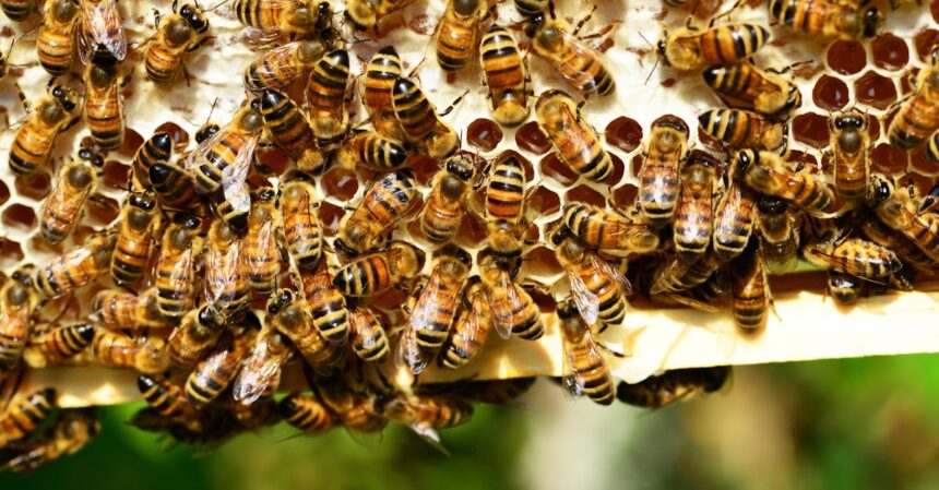 découvrez le délice naturel du miel, un ingrédient polyvalent qui apportera douceur et saveur à vos plats, tout en offrant des bienfaits pour la santé. explorez les variétés de miel, leurs origines et leurs usages en cuisine.