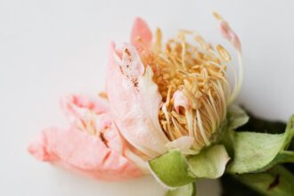 découvrez le laurel wilt, une maladie dévastatrice des lauriers qui affecte rapidement les arbres et les plantes. apprenez-en davantage sur ses causes, ses symptômes et les méthodes de prévention pour protéger votre jardin.