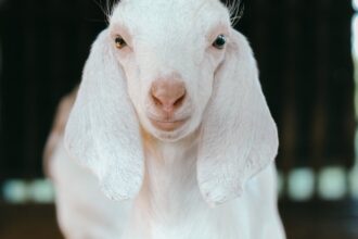 découvrez les causes et les solutions pour débloquer une oreille bouchée. obtenez des conseils pratiques et des remèdes efficaces pour retrouver votre confort auditif.