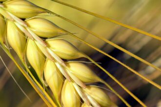 découvrez les causes et solutions pour les oreilles bouchées. apprenez à soulager votre inconfort auditif et à retrouver un équilibre. conseils et remèdes naturels pour débloquer vos oreilles rapidement.