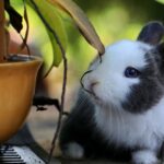 découvrez les causes, symptômes et traitements du bouchon de cire dans les oreilles. apprenez comment prévenir et gérer ce désagrément auditif pour retrouver une audition claire et confortable.