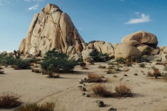 découvrez le yucca, une plante d'intérieur fascinante et facile à entretenir. explorez ses bienfaits, son entretien, et comment cette plante tropicale peut embellir votre espace de vie.