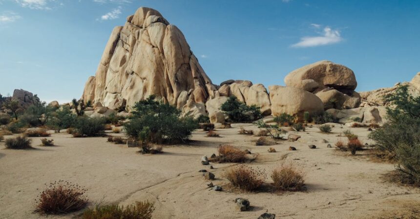 découvrez le yucca, une plante d'intérieur fascinante et facile à entretenir. explorez ses bienfaits, son entretien, et comment cette plante tropicale peut embellir votre espace de vie.