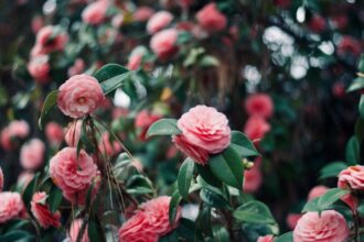 découvrez les maladies du camélia, leurs symptômes, causes et traitements. protégez vos plantes grâce à nos conseils pratiques et informatifs sur l'entretien et la santé des camélias.