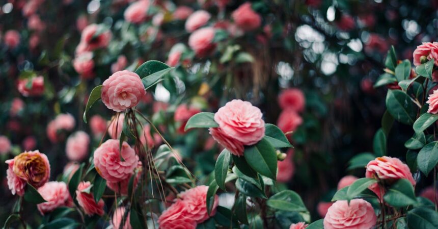 découvrez les maladies du camélia, leurs symptômes, causes et traitements. protégez vos plantes grâce à nos conseils pratiques et informatifs sur l'entretien et la santé des camélias.
