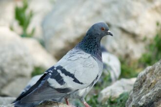 découvrez les maladies courantes chez les pigeons, leurs symptômes et les traitements disponibles pour maintenir la santé de vos oiseaux. informez-vous sur les meilleures pratiques de prévention et de soin pour garantir un élevage sain et prospère.