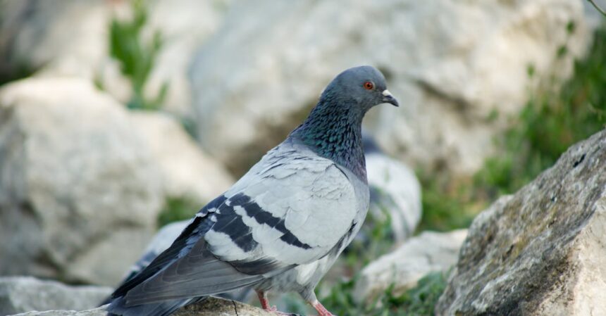 découvrez les maladies courantes chez les pigeons, leurs symptômes et les traitements disponibles pour maintenir la santé de vos oiseaux. informez-vous sur les meilleures pratiques de prévention et de soin pour garantir un élevage sain et prospère.