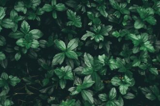 découvrez notre vaste collection de plantes, idéales pour embellir votre intérieur ou votre jardin. des conseils d'entretien à l'achat, plongez dans l'univers des végétaux et transformez votre espace en un véritable havre de paix.