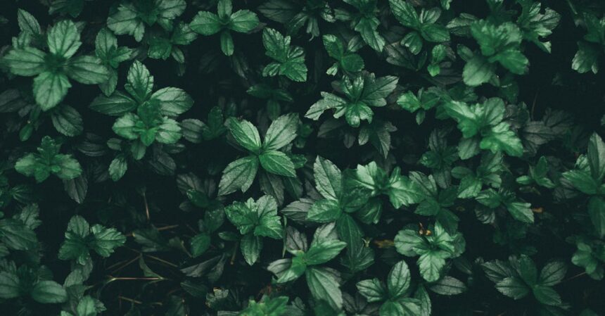 découvrez notre vaste collection de plantes, idéales pour embellir votre intérieur ou votre jardin. des conseils d'entretien à l'achat, plongez dans l'univers des végétaux et transformez votre espace en un véritable havre de paix.
