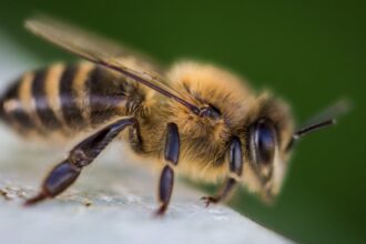 découvrez les bienfaits de la propolis, un trésor de la ruche aux propriétés antibactériennes et anti-inflammatoires. apprenez comment cet extrait naturel peut renforcer votre santé et améliorer votre bien-être au quotidien.