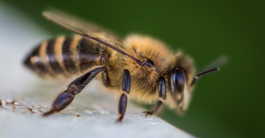 découvrez les bienfaits de la propolis, un trésor de la ruche aux propriétés antibactériennes et anti-inflammatoires. apprenez comment cet extrait naturel peut renforcer votre santé et améliorer votre bien-être au quotidien.
