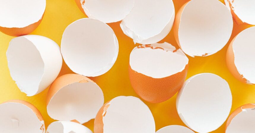 découvrez tout sur les protéines : leur rôle essentiel dans l'alimentation, les différentes sources, ainsi que des conseils pour les intégrer efficacement dans votre régime alimentaire pour une santé optimale.