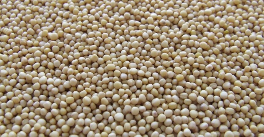 découvrez les protéines végétales : une source nutritive et durable pour enrichir votre alimentation. apprenez comment intégrer ces protéines saines dans vos repas pour améliorer votre bien-être tout en respectant l'environnement.