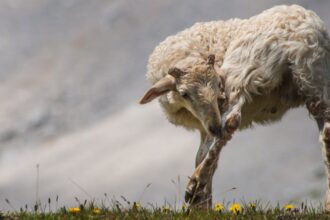 découvrez les causes et traitements de l'itching (démangeaisons) dans notre article. apprenez à soulager ce symptôme inconfortable et à identifier les affections sous-jacentes.