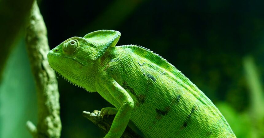 découvrez des conseils et astuces pour raviver votre teint terne et redonner éclat et vitalité à votre peau. transformez votre routine de soins avec des produits adaptés et des remèdes naturels.