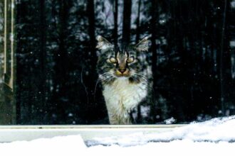 découvrez le monde fascinant des chats froids, ces félins robustes qui s'adaptent aux climats rigoureux. apprenez à prendre soin d'eux, à comprendre leur comportement et à leur offrir un environnement chaleureux même en hiver.