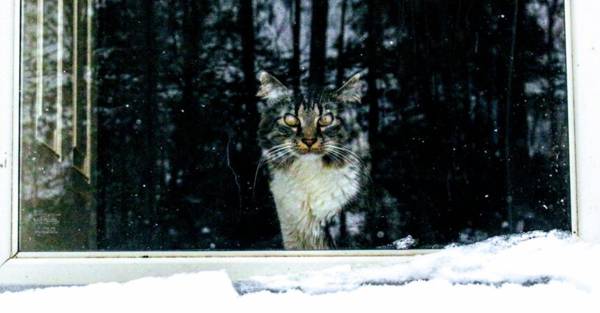 découvrez le monde fascinant des chats froids, ces félins robustes qui s'adaptent aux climats rigoureux. apprenez à prendre soin d'eux, à comprendre leur comportement et à leur offrir un environnement chaleureux même en hiver.