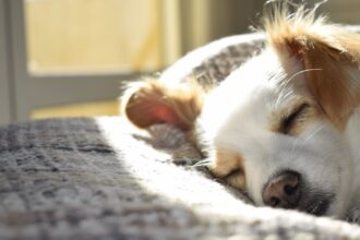 découvrez comment améliorer la qualité de votre sommeil avec des conseils pratiques et des techniques pour un sommeil optimal. transformez vos nuits pour une meilleure santé et un bien-être quotidien.