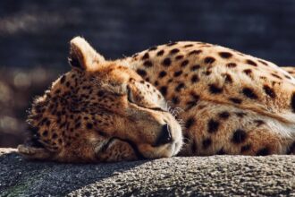 la somnolence diurne est un état de fatigue excessive pendant la journée, souvent causé par un manque de sommeil de qualité, des troubles du sommeil ou un mode de vie déséquilibré. découvrez ses causes, symptômes et solutions pour améliorer votre vigilance et votre bien-être.