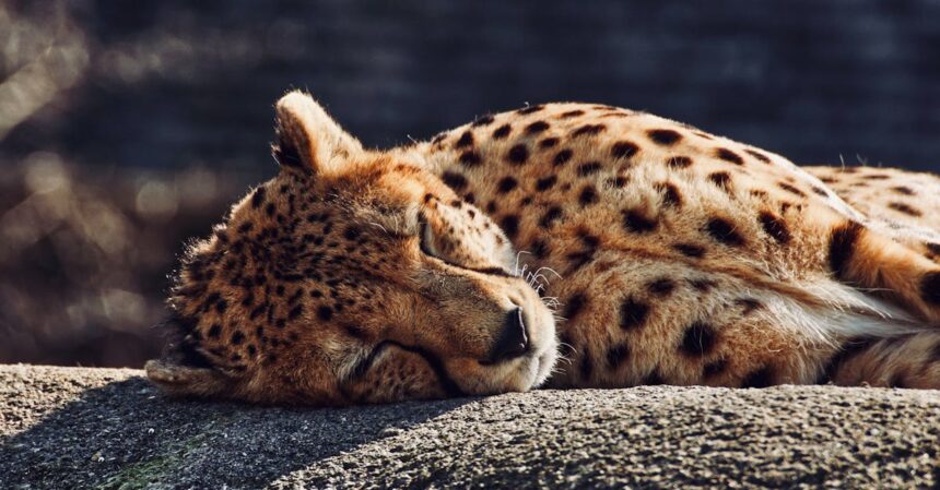 la somnolence diurne est un état de fatigue excessive pendant la journée, souvent causé par un manque de sommeil de qualité, des troubles du sommeil ou un mode de vie déséquilibré. découvrez ses causes, symptômes et solutions pour améliorer votre vigilance et votre bien-être.