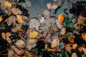 découvrez comment les suppléments pour l'humeur peuvent améliorer votre bien-être mental et émotionnel. explorez une variété de produits naturels conçus pour favoriser la sérénité, réduire le stress et apporter un coup de pouce à votre humeur au quotidien.