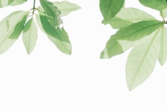 découvrez les bienfaits du thé vert, une boisson aux propriétés antioxydantes qui favorise la santé et le bien-être. apprenez comment intégrer ce breuvage naturel dans votre quotidien pour une vie plus saine.