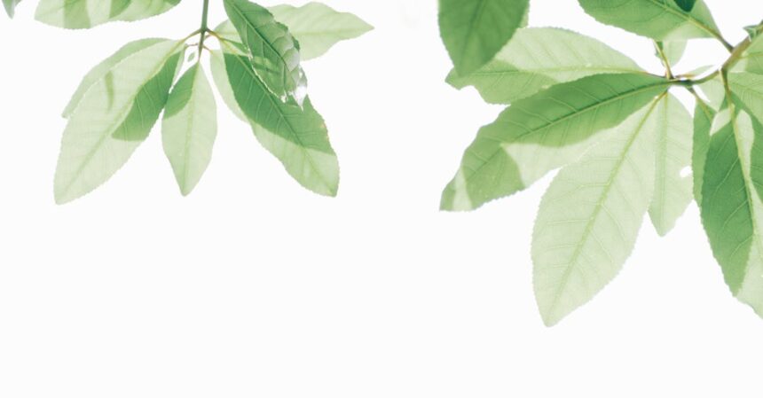 découvrez les bienfaits du thé vert, une boisson aux propriétés antioxydantes qui favorise la santé et le bien-être. apprenez comment intégrer ce breuvage naturel dans votre quotidien pour une vie plus saine.