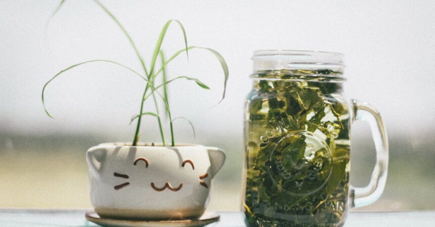 découvrez l'univers apaisant des tisanes tout en savourant les bienfaits des plantes. explorez nos mélanges aromatiques et naturels pour un moment de détente et de bien-être quotidien.