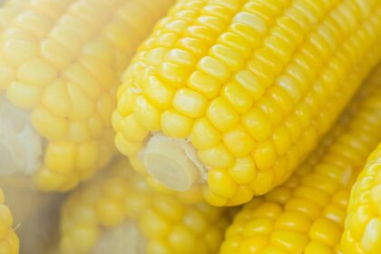 découvrez les bienfaits d'un régime sans gluten pour votre santé et votre bien-être. apprenez à adopter un mode de vie sans gluten et explorez des recettes délicieuses et nutritives adaptées à ce type d'alimentation.