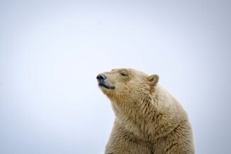 découvrez notre remède naturel contre le rhume, une solution douce et efficace pour apaiser les symptômes et renforcer votre immunité. optez pour des ingrédients naturels et retrouvez bien-être et confort!