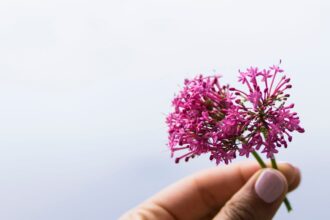 découvrez les bienfaits de la valériane, une plante médicinale réputée pour ses propriétés apaisantes et relaxantes. apprenez comment cette herbe naturelle peut vous aider à réduire le stress, améliorer la qualité de votre sommeil et favoriser un bien-être général.