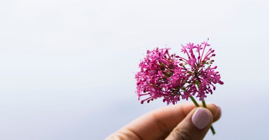 découvrez les bienfaits de la valériane, une plante médicinale réputée pour ses propriétés apaisantes et relaxantes. apprenez comment cette herbe naturelle peut vous aider à réduire le stress, améliorer la qualité de votre sommeil et favoriser un bien-être général.