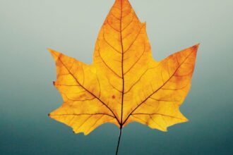 découvrez tout sur les varices : causes, symptômes et traitements. informez-vous sur les solutions pour soulager et prévenir l'apparition des veines variqueuses.