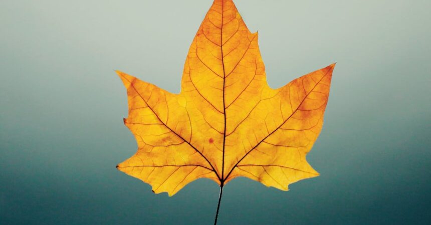 découvrez tout sur les varices : causes, symptômes et traitements. informez-vous sur les solutions pour soulager et prévenir l'apparition des veines variqueuses.