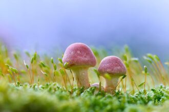 découvrez serene life, la marque dédiée à votre bien-être et à votre sérénité. explorez une gamme de produits innovants pour apaiser votre esprit, améliorer votre qualité de vie et profiter pleinement de chaque instant.