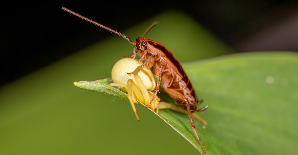 découvrez les maladies du laurier : symptômes, causes et solutions pour préserver la santé de vos plants. apprenez à identifier et traiter les affections courantes du laurier afin d'assurer une croissance optimale.