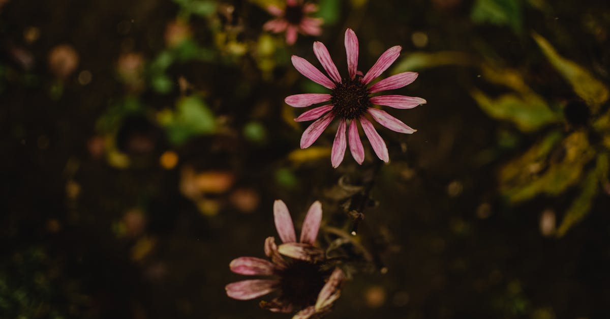 découvrez l'échinacée, une plante aux nombreuses vertus, reconnue pour son rôle dans le soutien du système immunitaire. apprenez-en plus sur ses bienfaits, ses modes d'utilisation et comment intégrer cette plante médicinale dans votre quotidien pour une santé optimale.